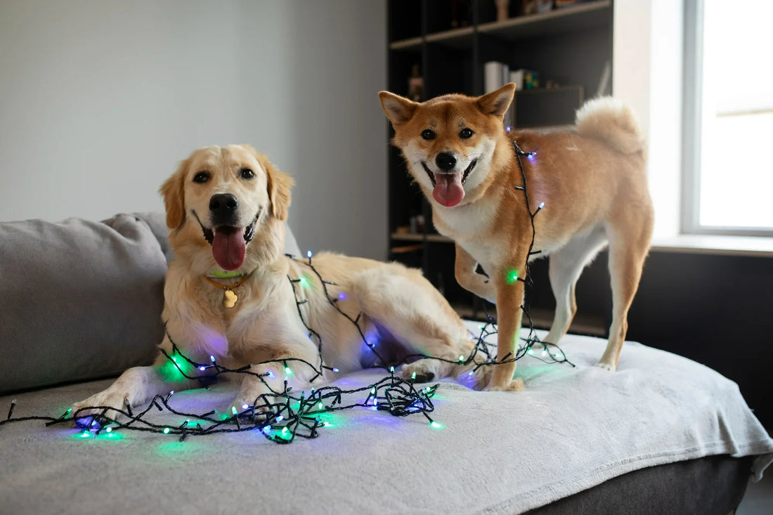 Guilt-Free Vacations: Planning a Pet-Friendly Getaway