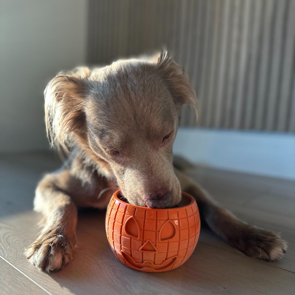 From Summer Heat to Autumn Cool: Why Frozen Treats Matter for Dogs
